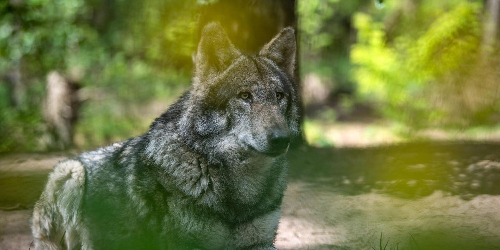 grauwolf