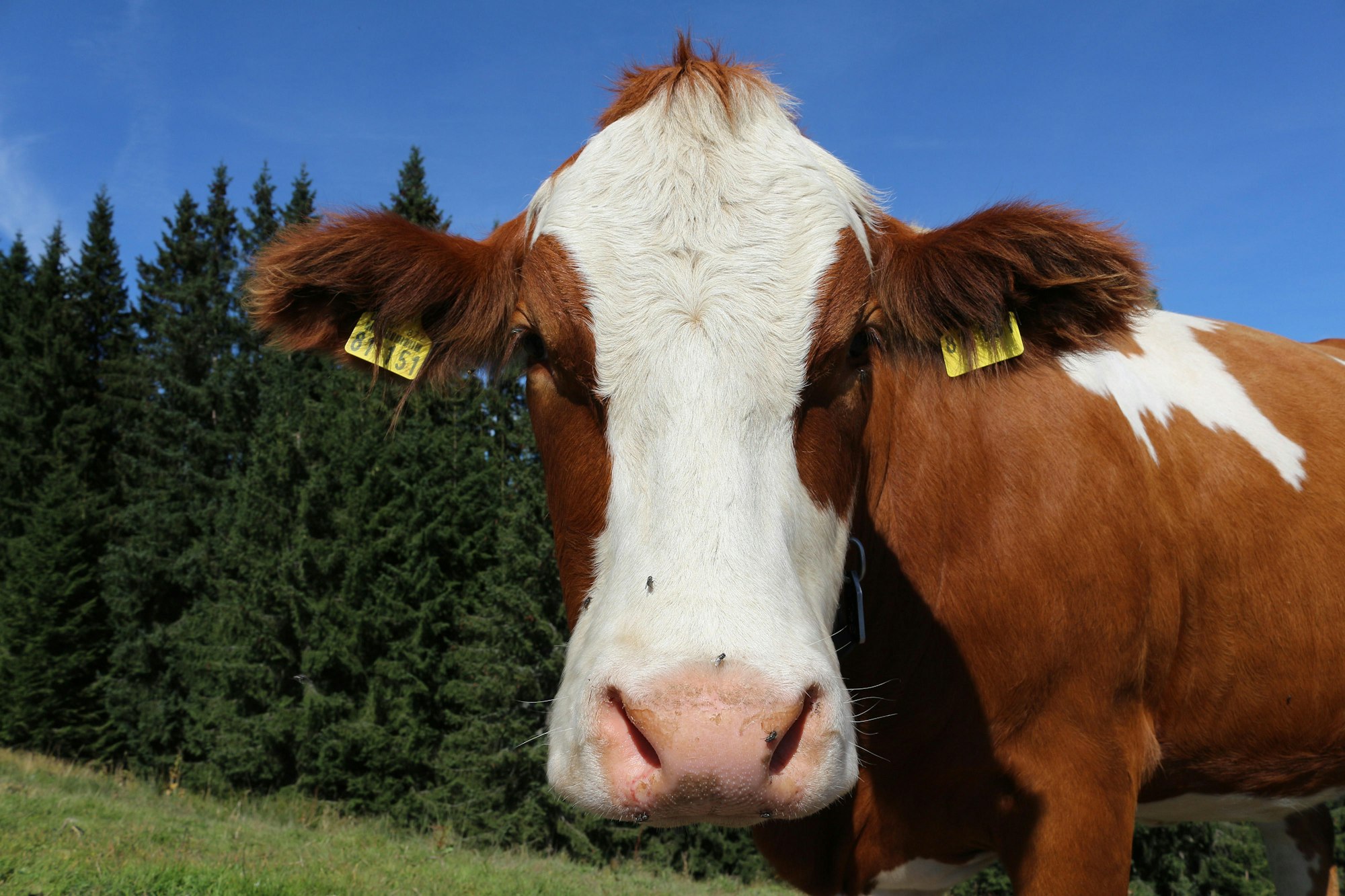 Bauernhof Kuh 742423_original_R_by_Wolfgang Dirscherl_pixelio.de