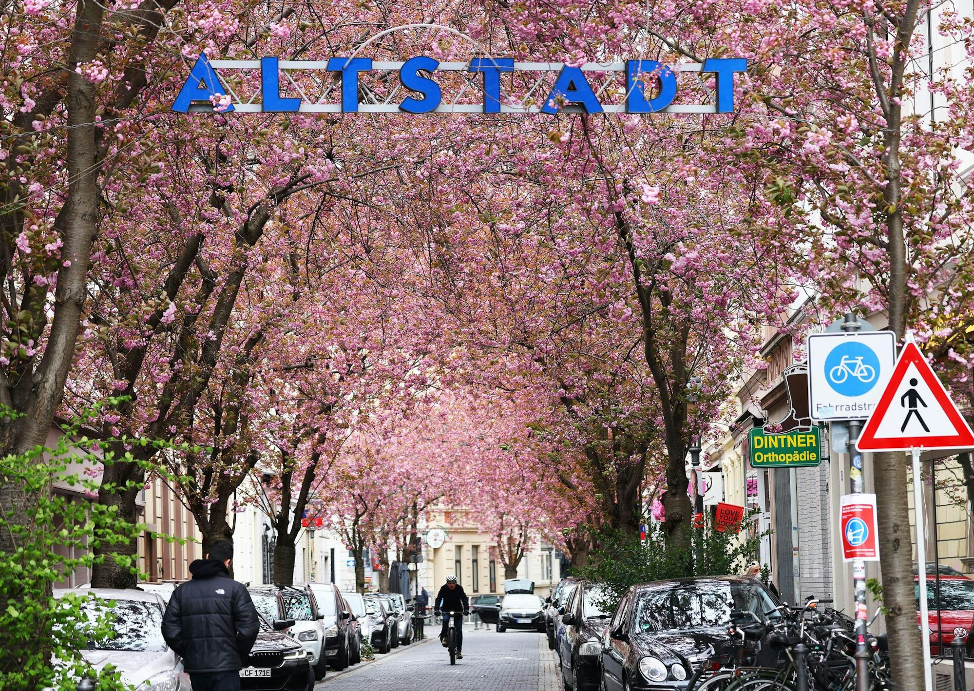 Bonn_Kirschbluete2
