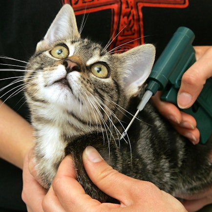 Katzenschutzverordnung