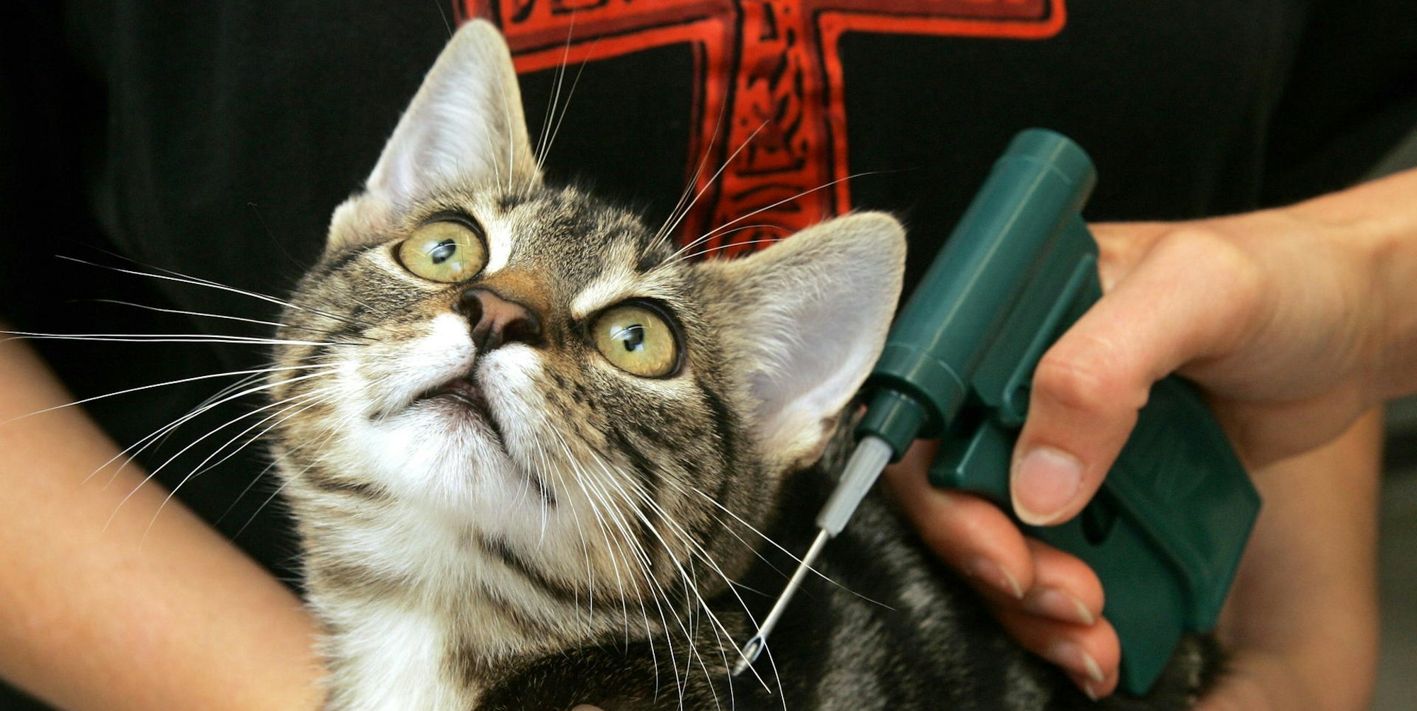 Katzenschutzverordnung