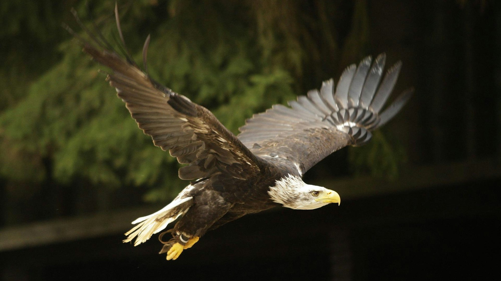 Ein stattlicher Weißkopfadler fliegt durchs Bild