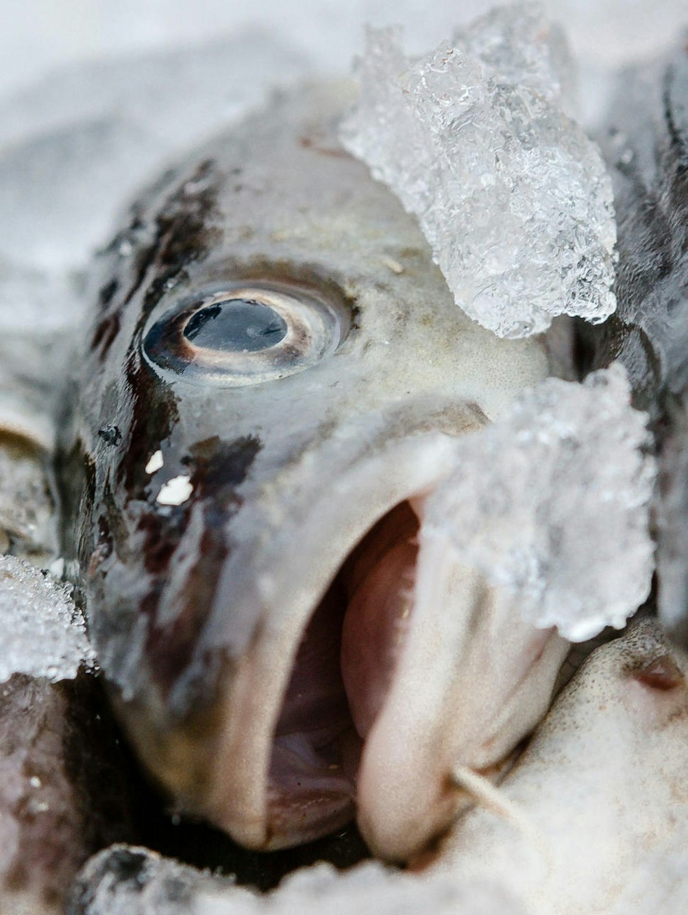 fisch