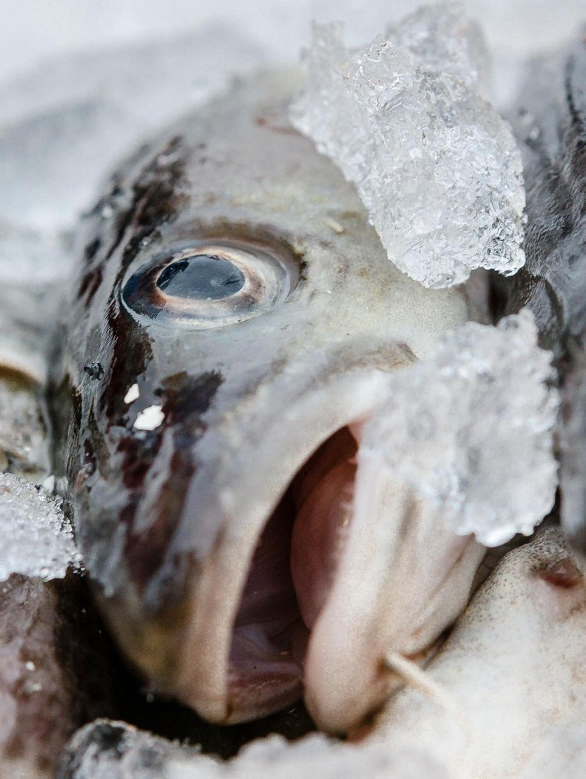 fisch