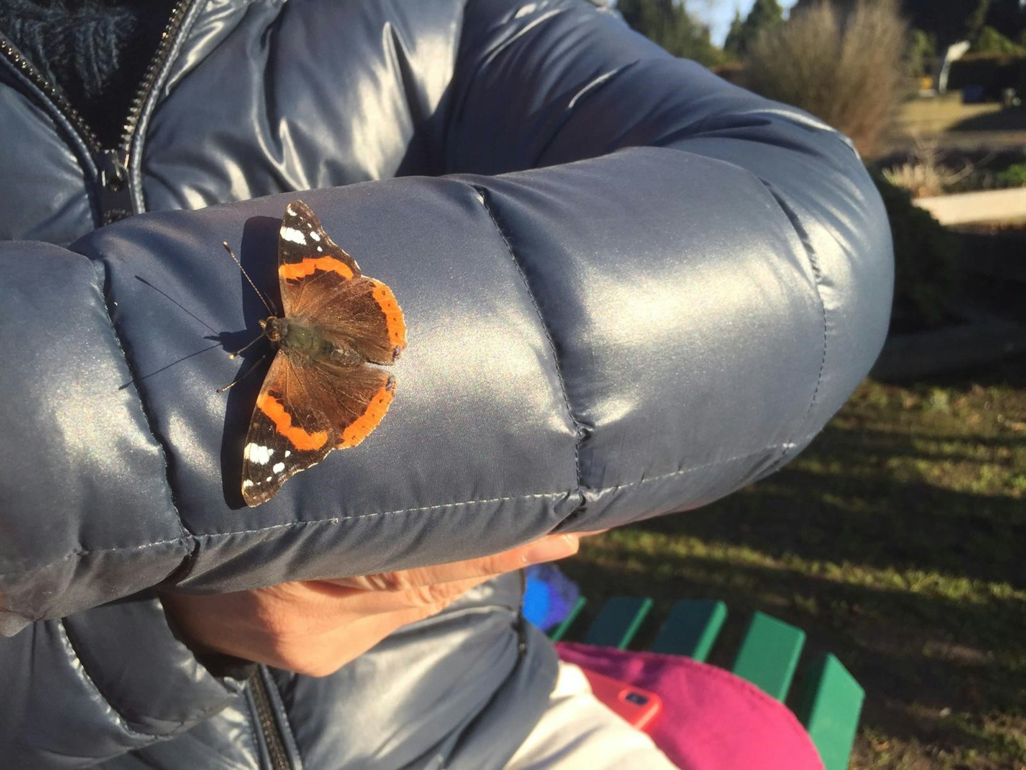 Schmetterling Kiwitt