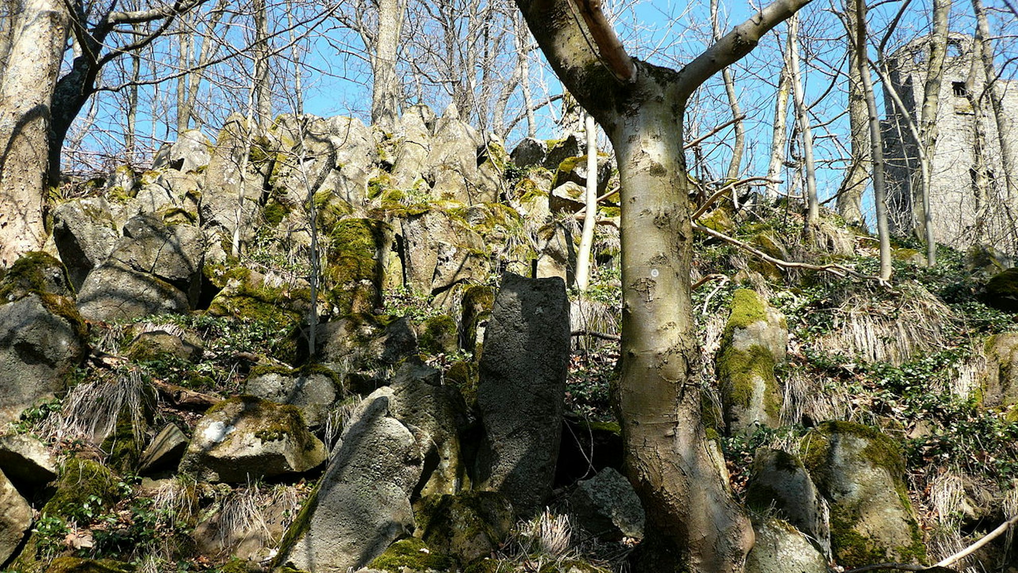 Basalt-Blöcke an der Hohen Acht.