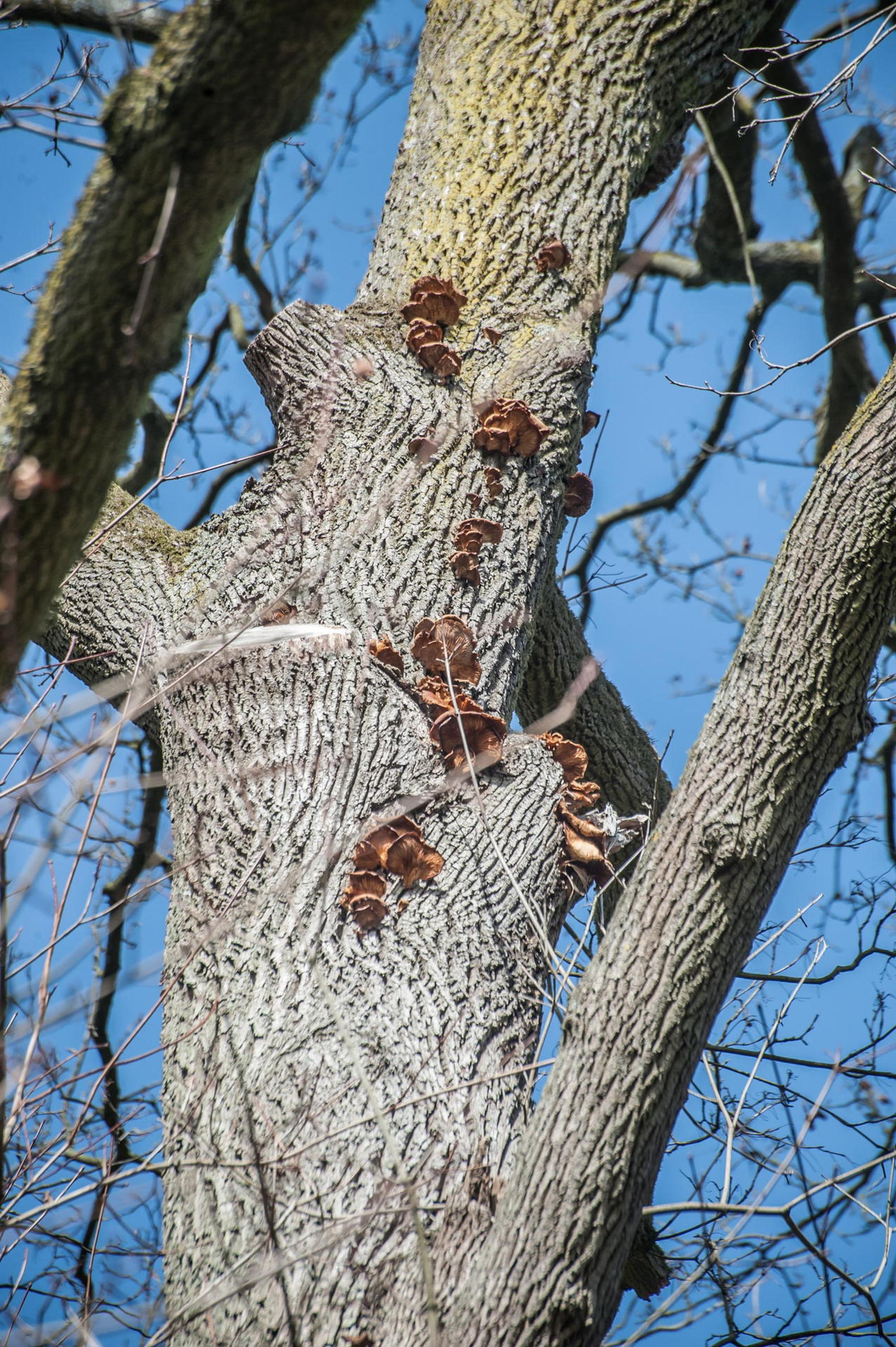 baum-mit-pilz-leichlingen25022021ALF_8187