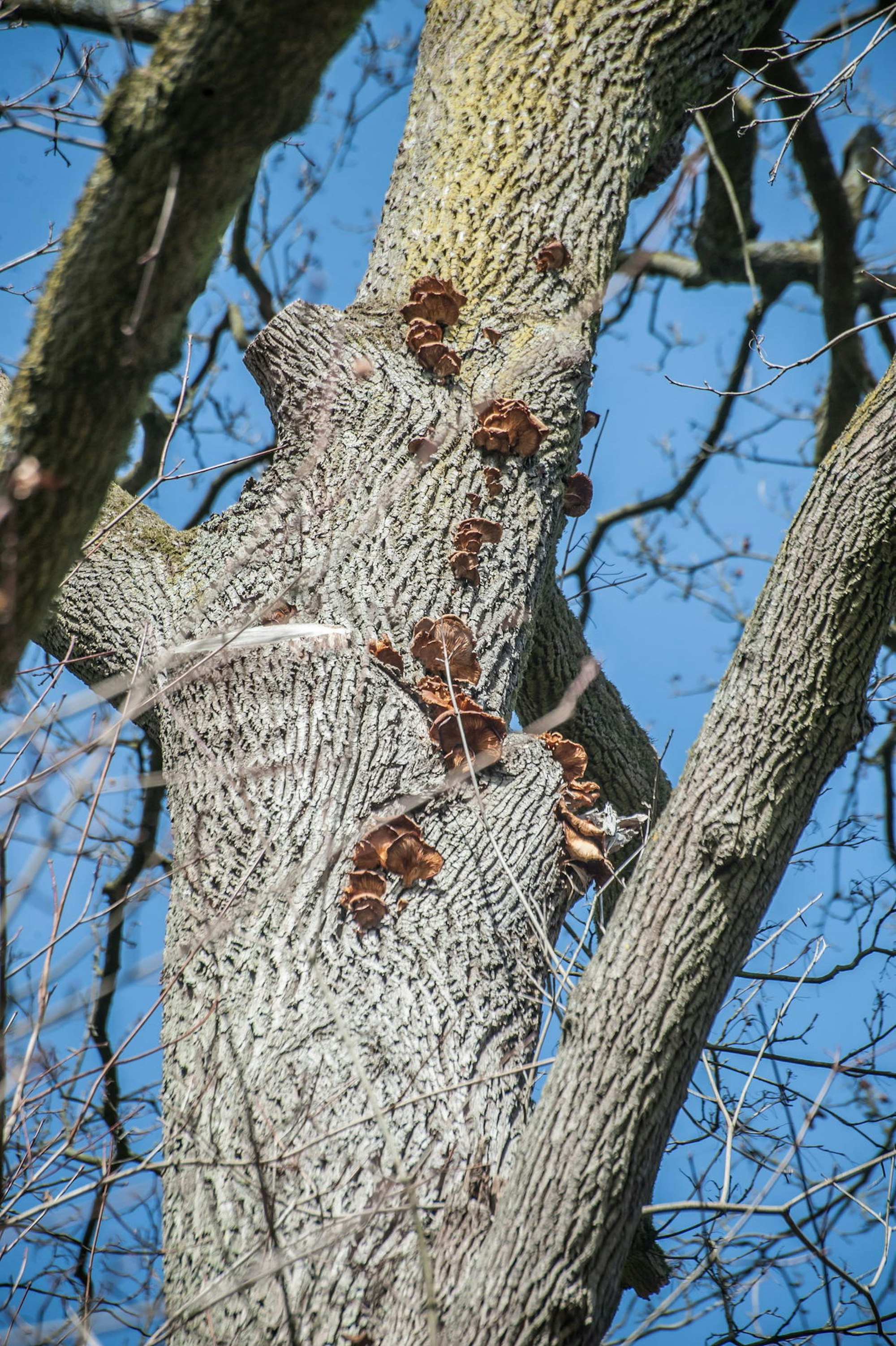 baum-mit-pilz-leichlingen25022021ALF_8187