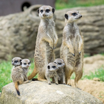 Erdmännchen im Kölner Zoo mit Nachwuchs