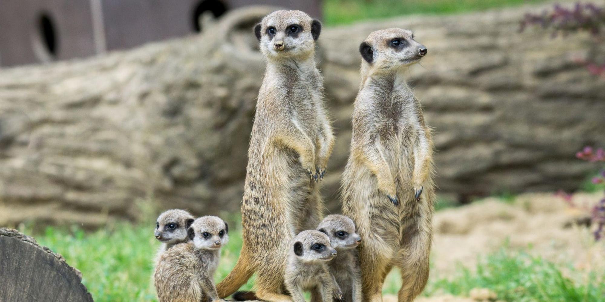 Erdmännchen im Kölner Zoo mit Nachwuchs