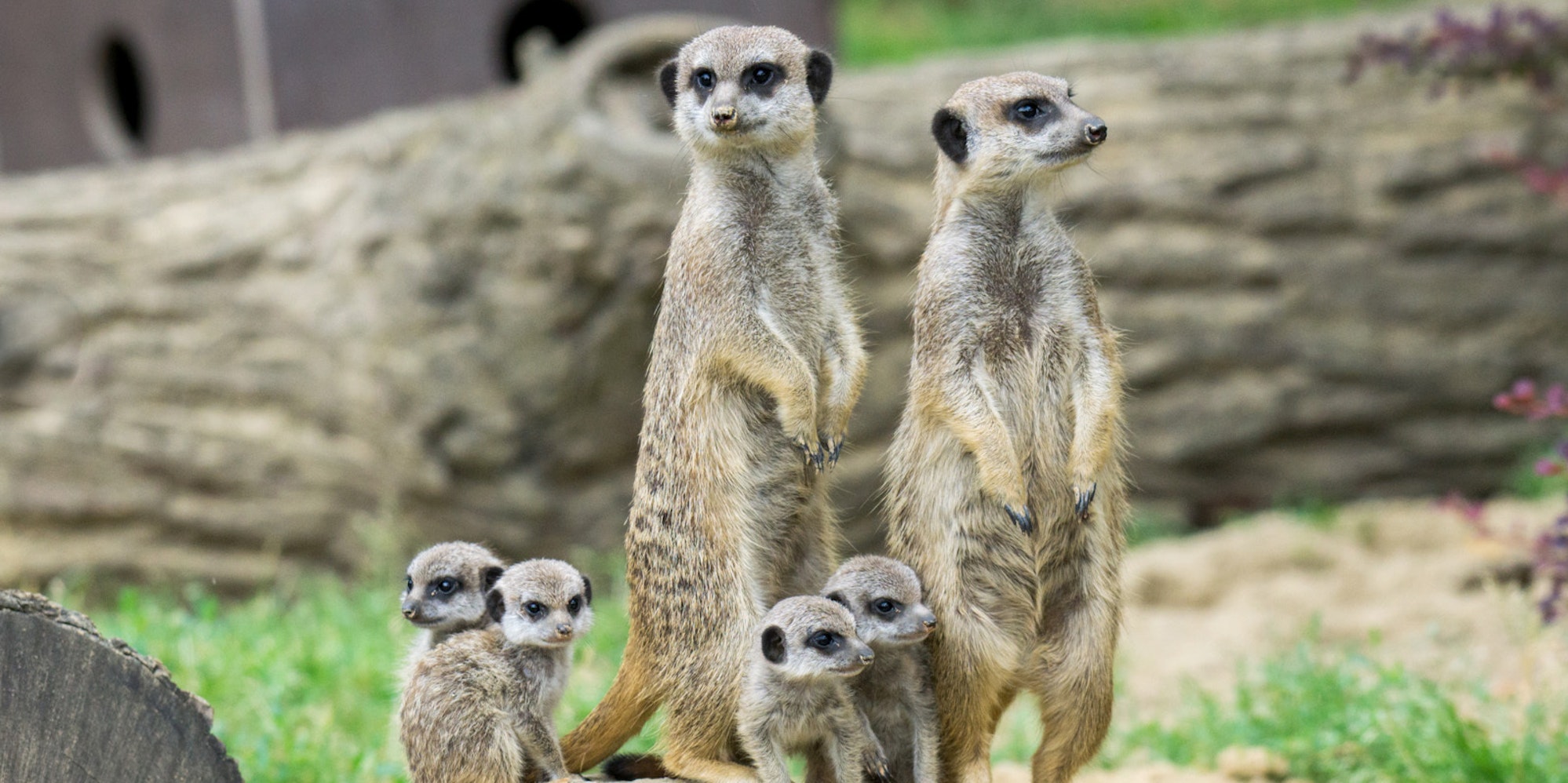 Erdmännchen im Kölner Zoo mit Nachwuchs