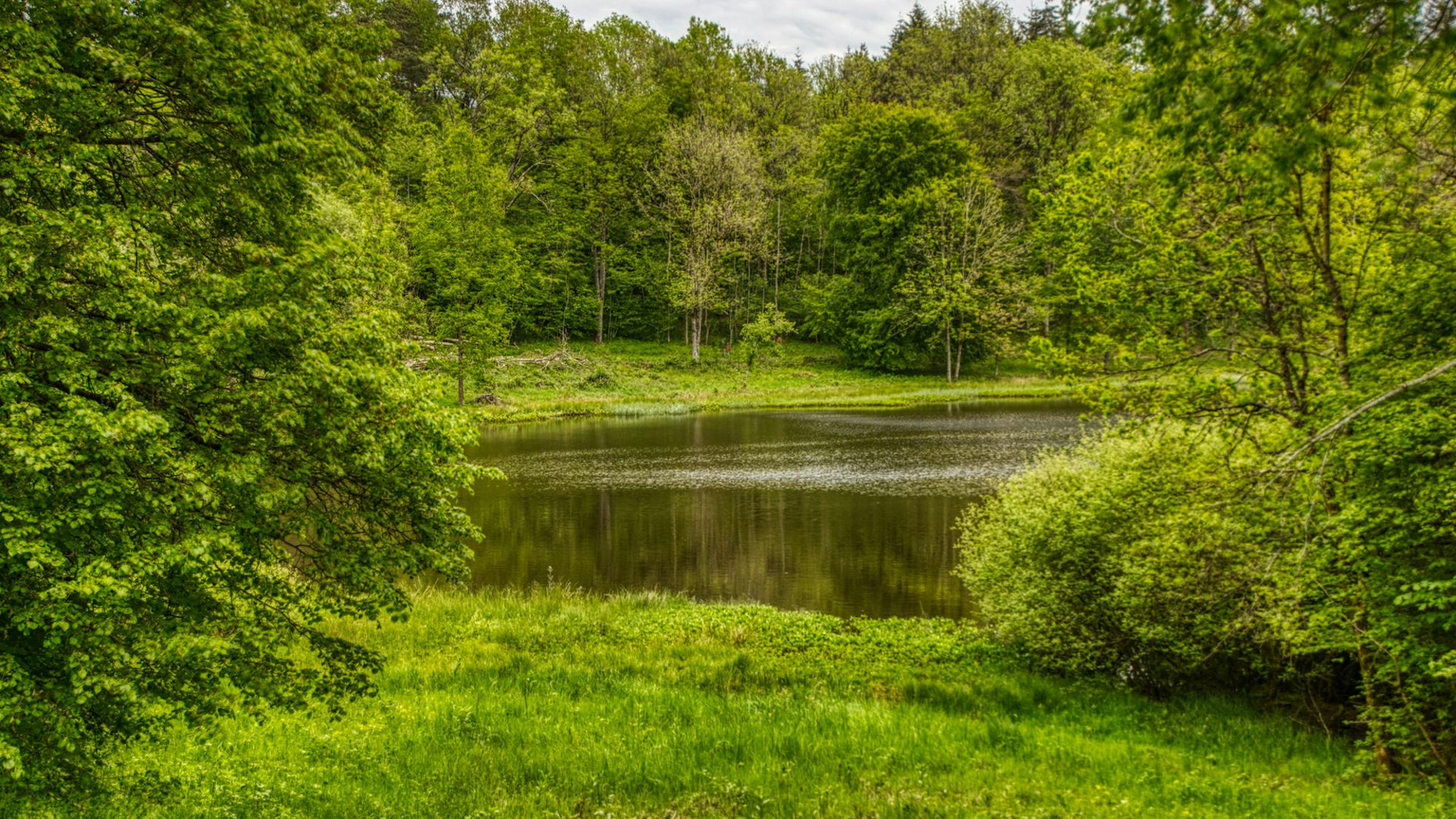 Der Windsborn Kratersee ist der einzige nördlich der Alpen, der ständig mit Regenwasser gefüllt ist.
