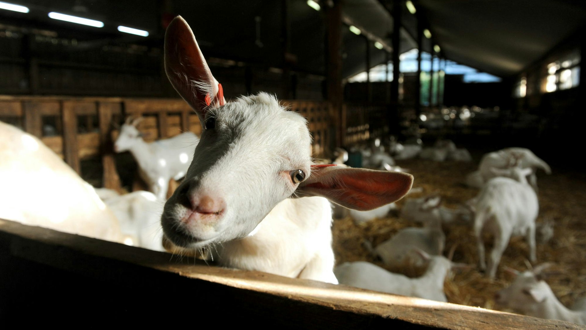 Eine Ziege schaut frech in die Kamera.