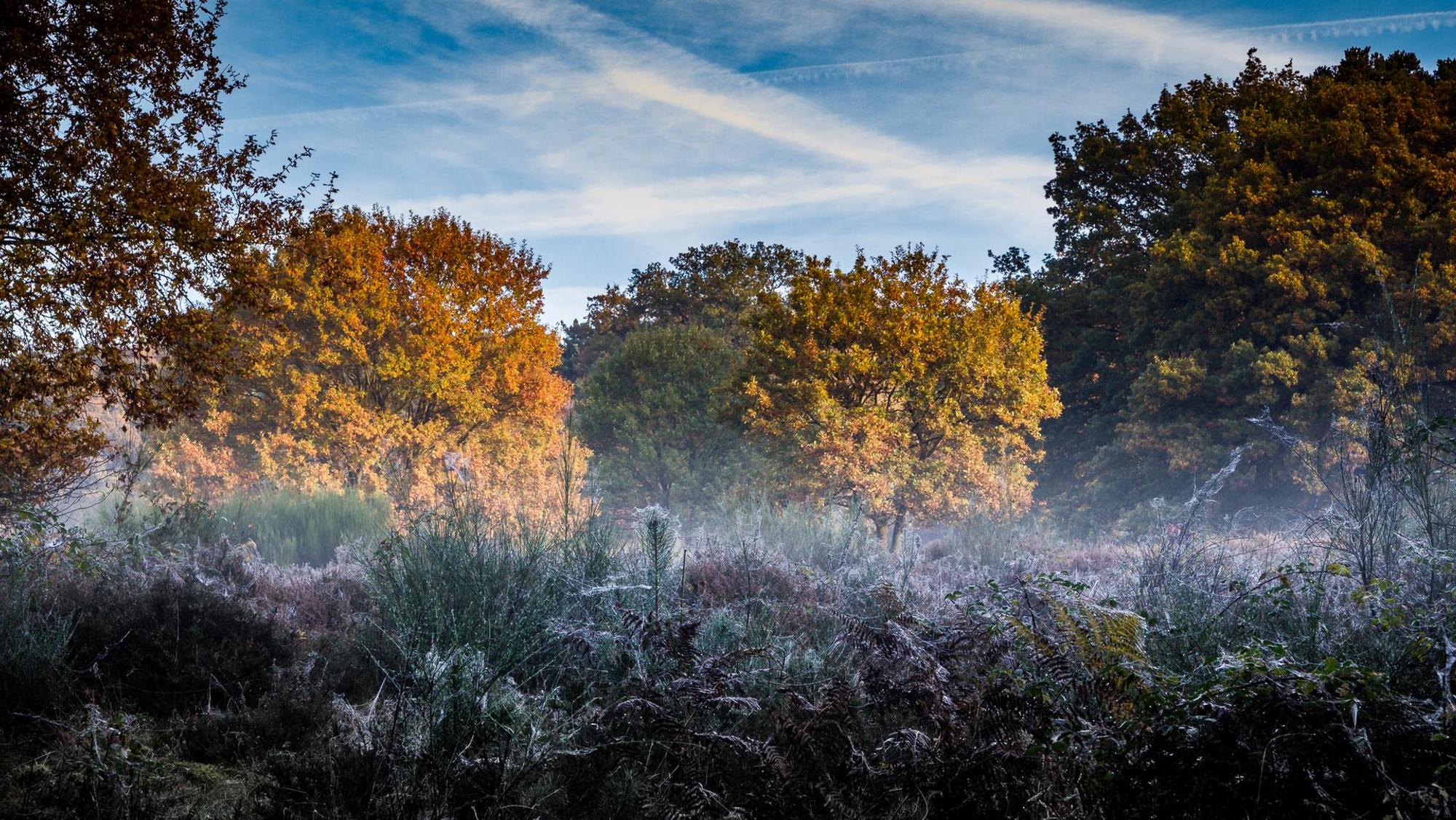 Bäume mit buntem Laub im Morgennebel