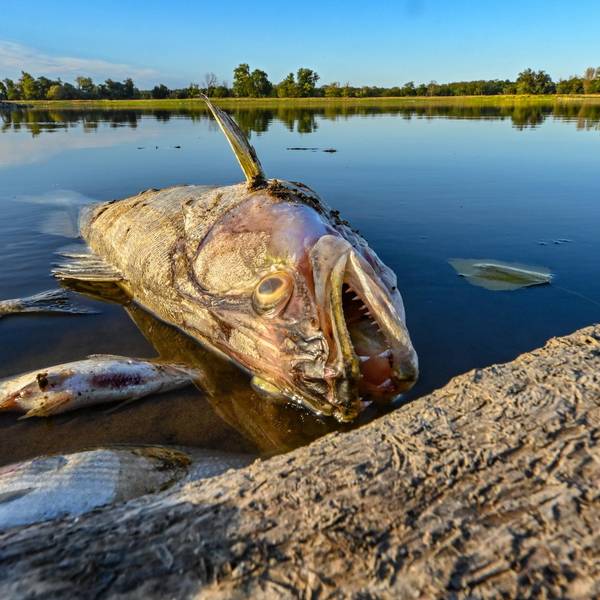 Fischsterben Oder dpa 120822