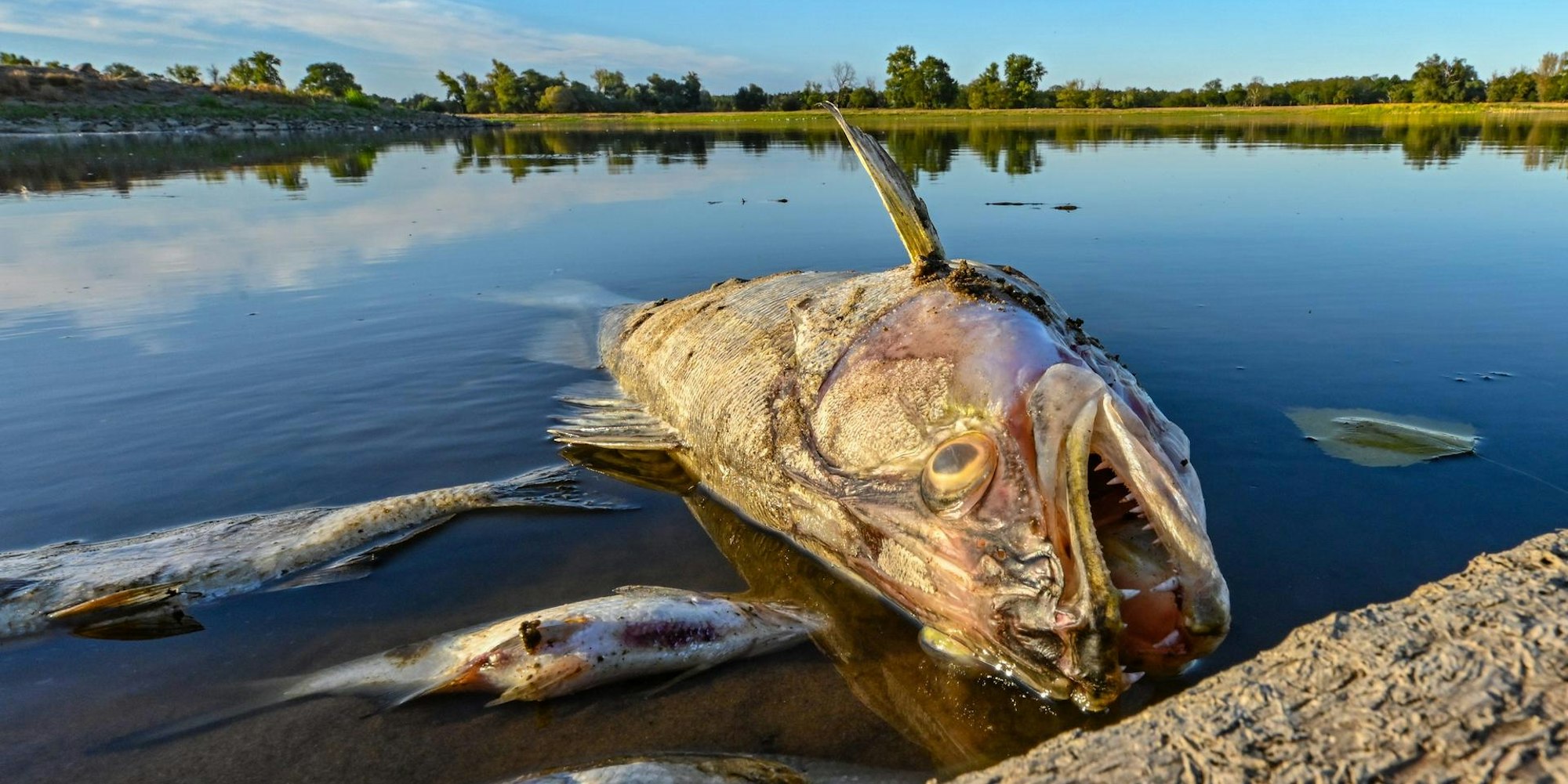 Fischsterben Oder dpa 120822