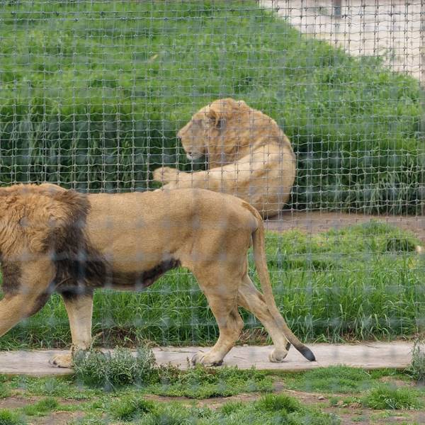 Löwe Kölner zoo