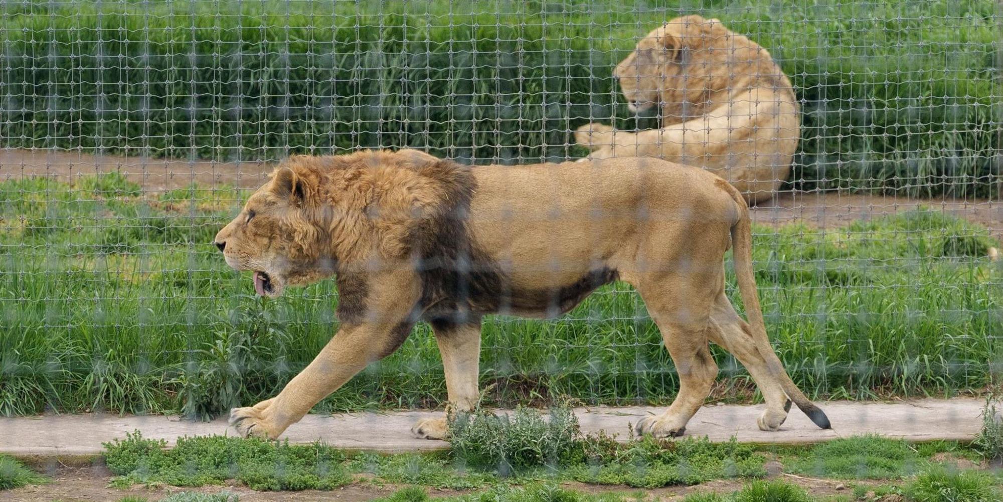 Löwe Kölner zoo