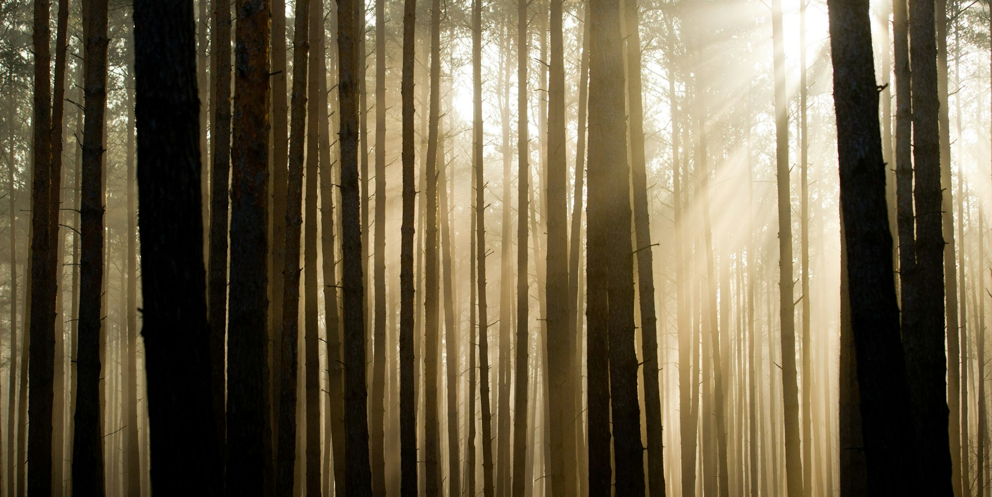 Wald