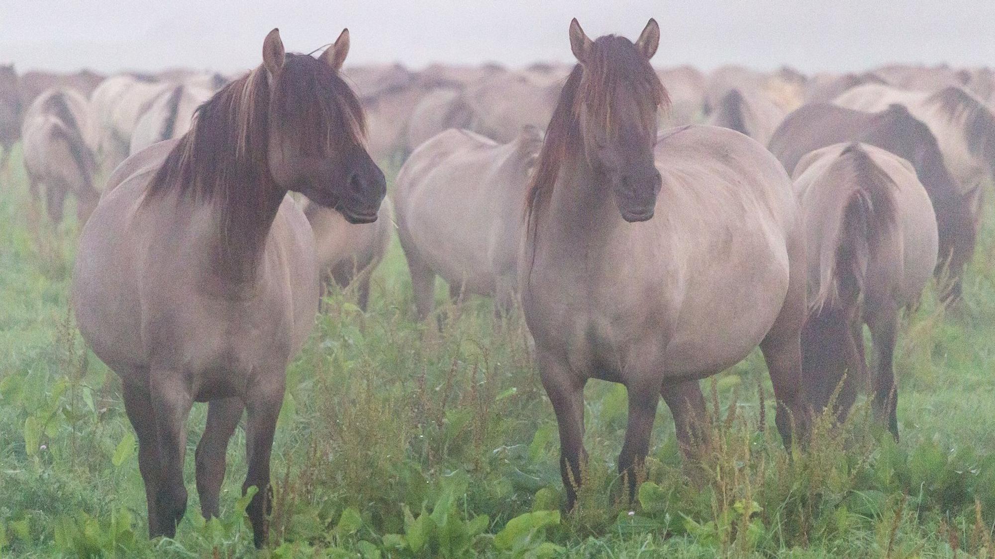 Wildpferde im Merfelder Bruch