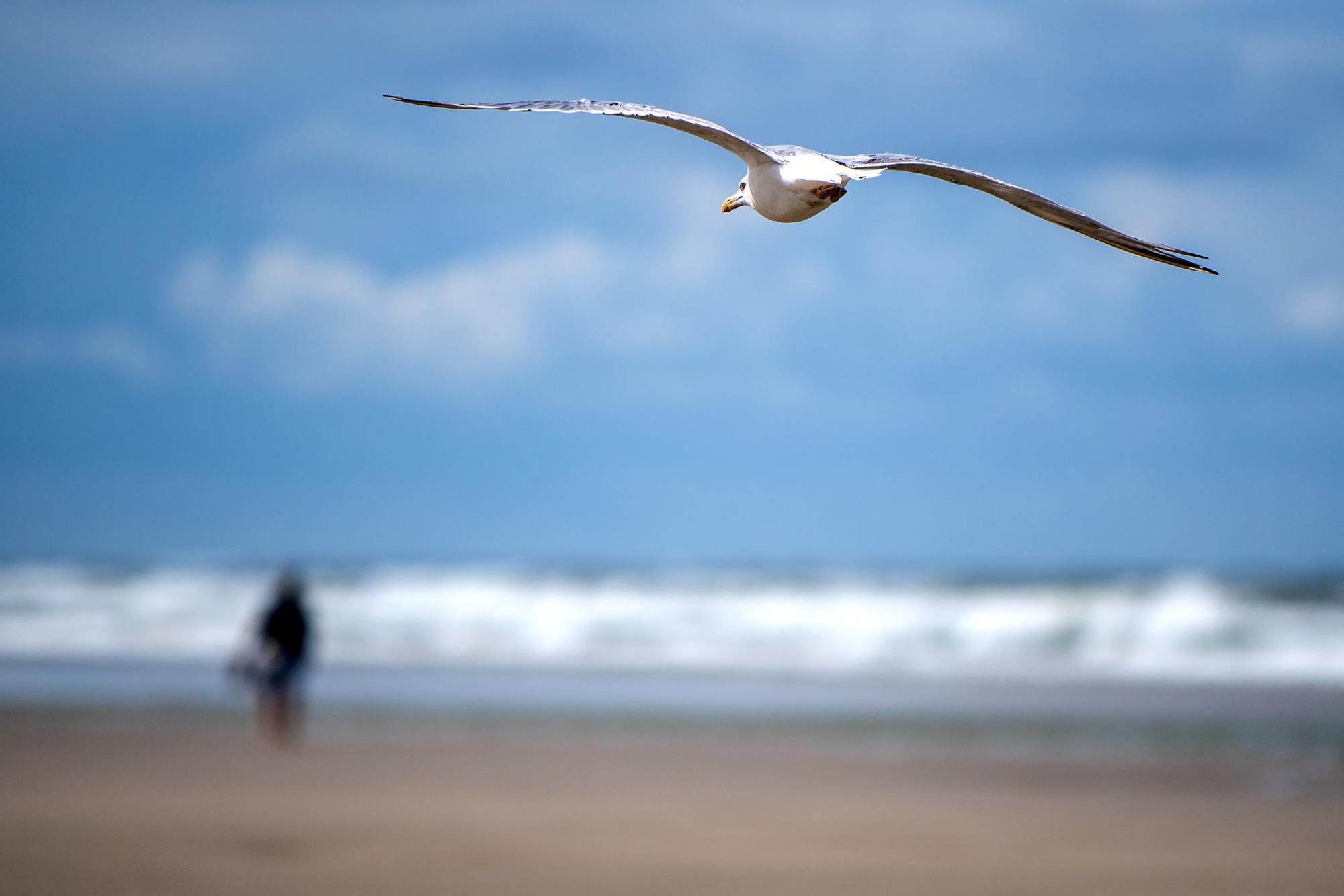Möve fliegt über Strand, Mensch geht spazieren