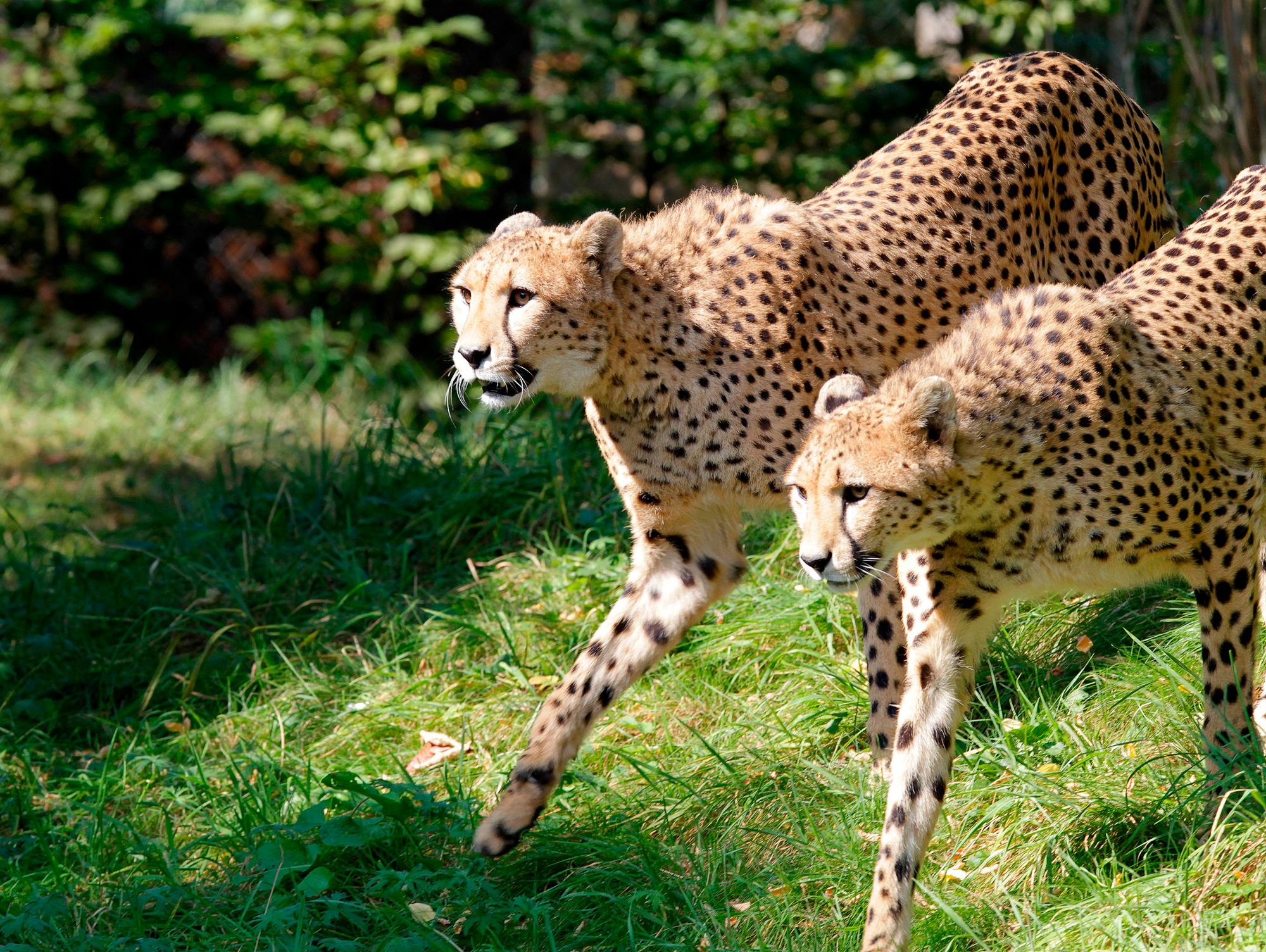 20160901_tb_Geparden_Zoo_006