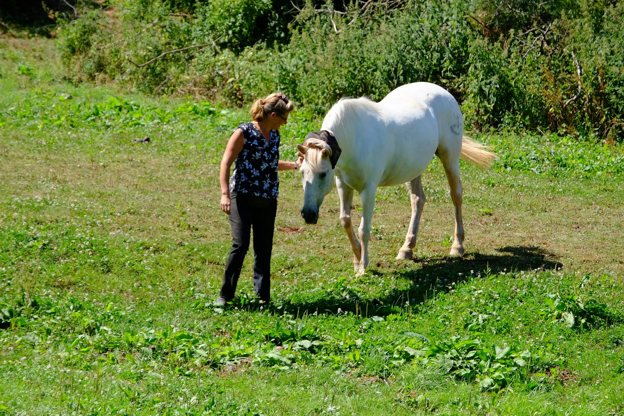 Camargue-Pferde 2