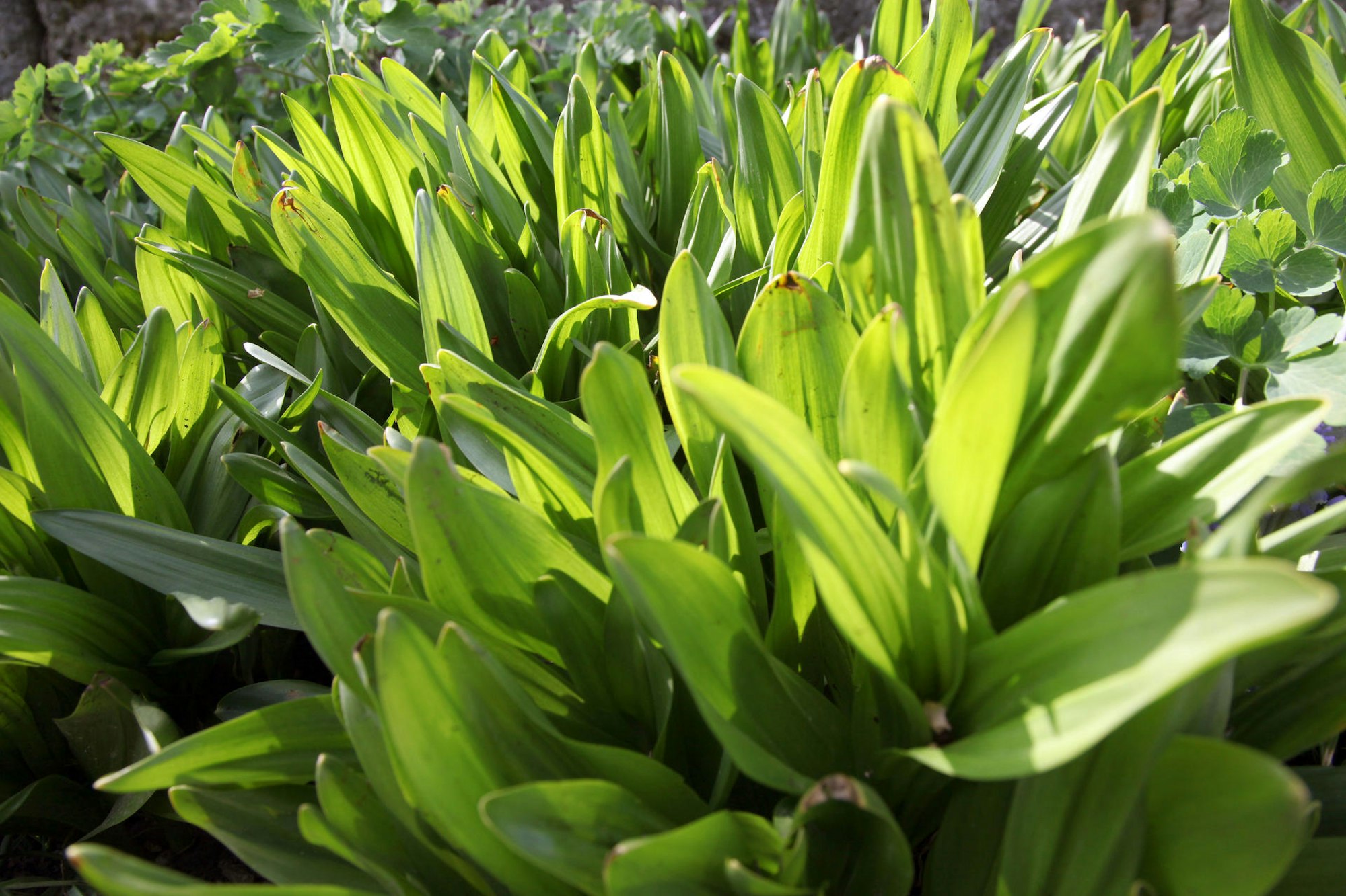 Aehnliche_Blaetter_D_69117799