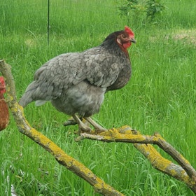 20221028-pf-Hühner4