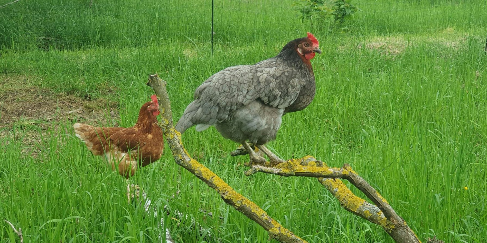 20221028-pf-Hühner4