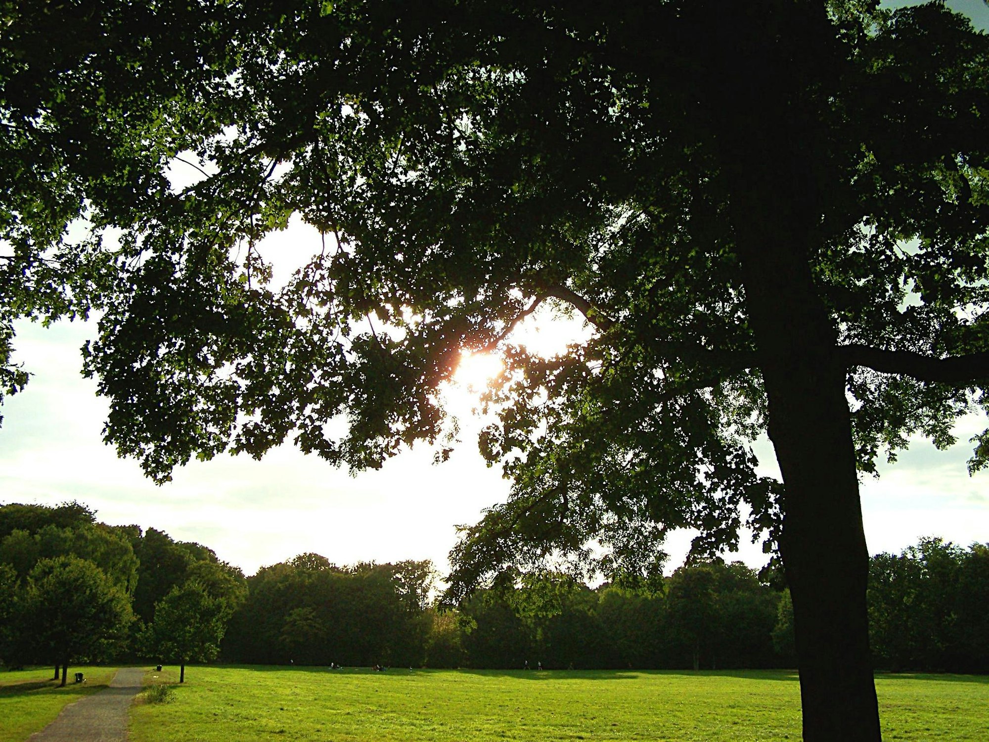 Merheimer_Heide_Wiki3.0