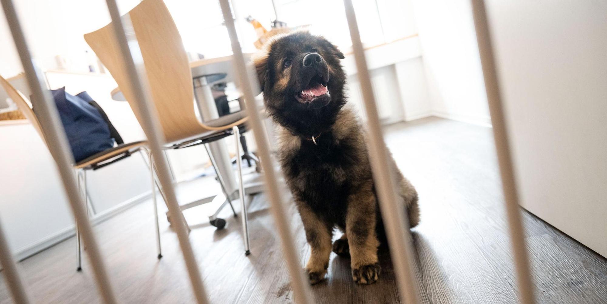 Hund Büro