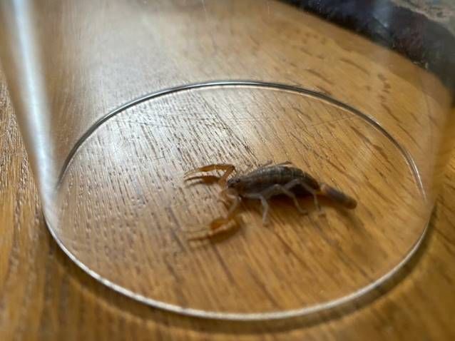 Skorpion