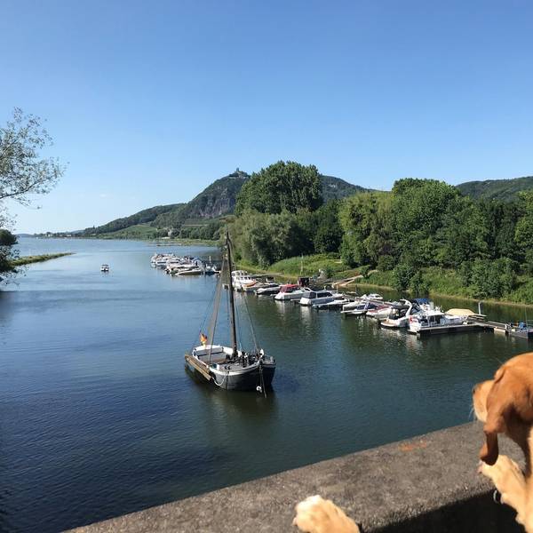 HundeBlickGrafenwerth_Handy_rei