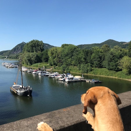 HundeBlickGrafenwerth_Handy_rei