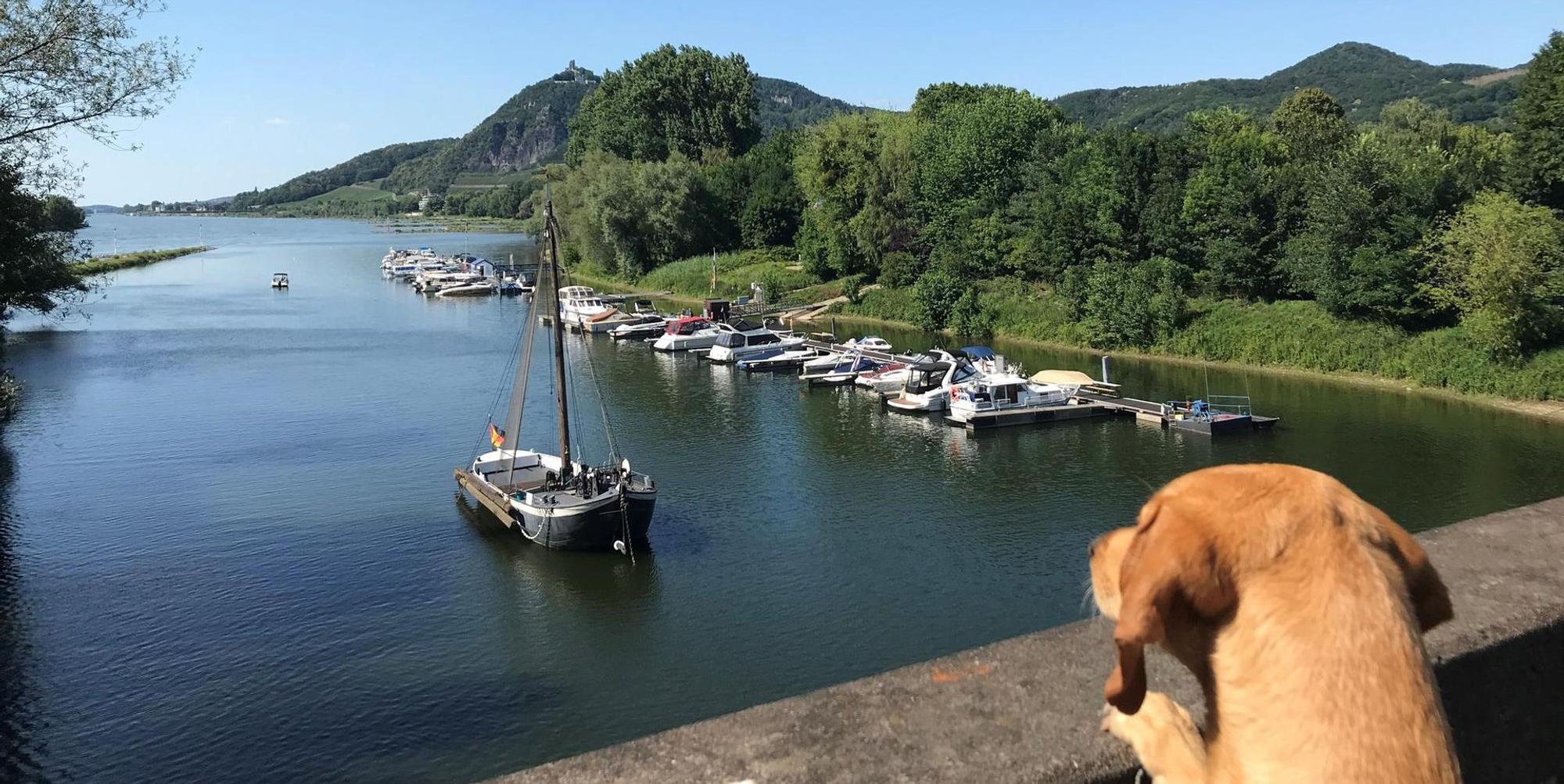 HundeBlickGrafenwerth_Handy_rei