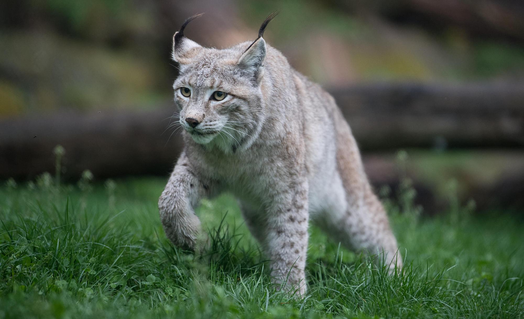 Eurasischer_Luchs
