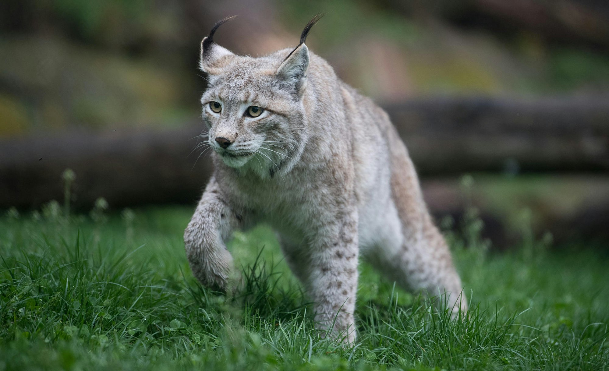 Eurasischer_Luchs