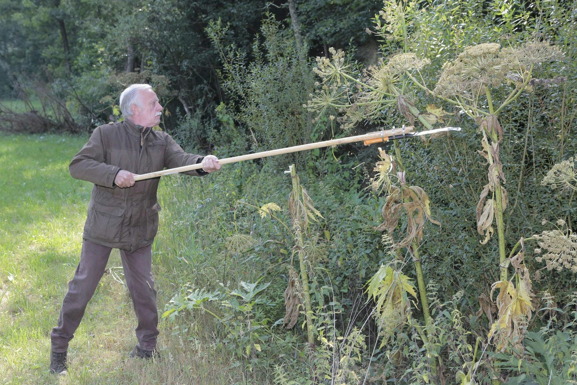 jcs-ufer-bärenklau20220715