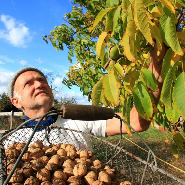Walnussernte dpa Kinder_Harte_Schale_18209565