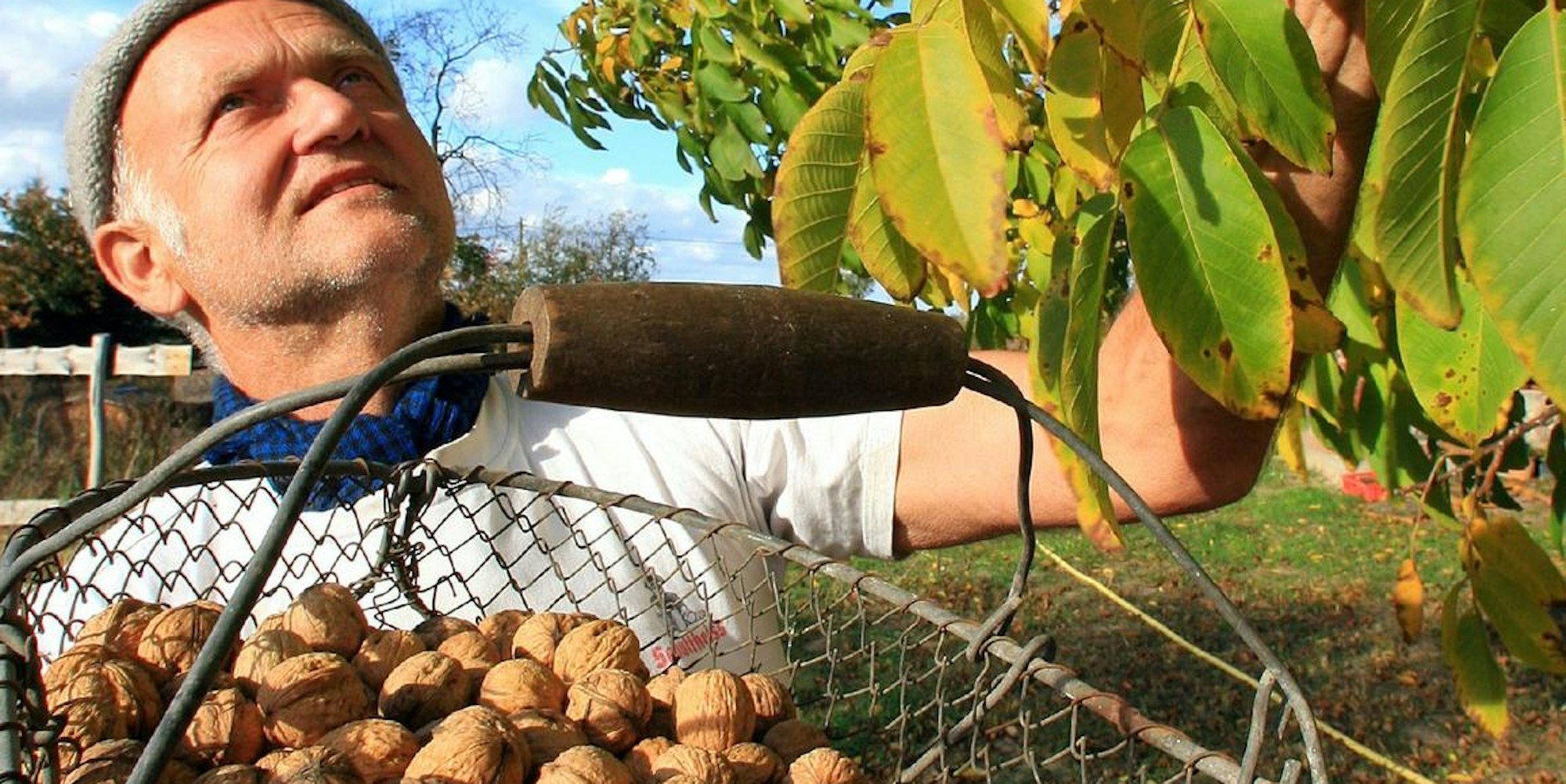 Walnussernte dpa Kinder_Harte_Schale_18209565