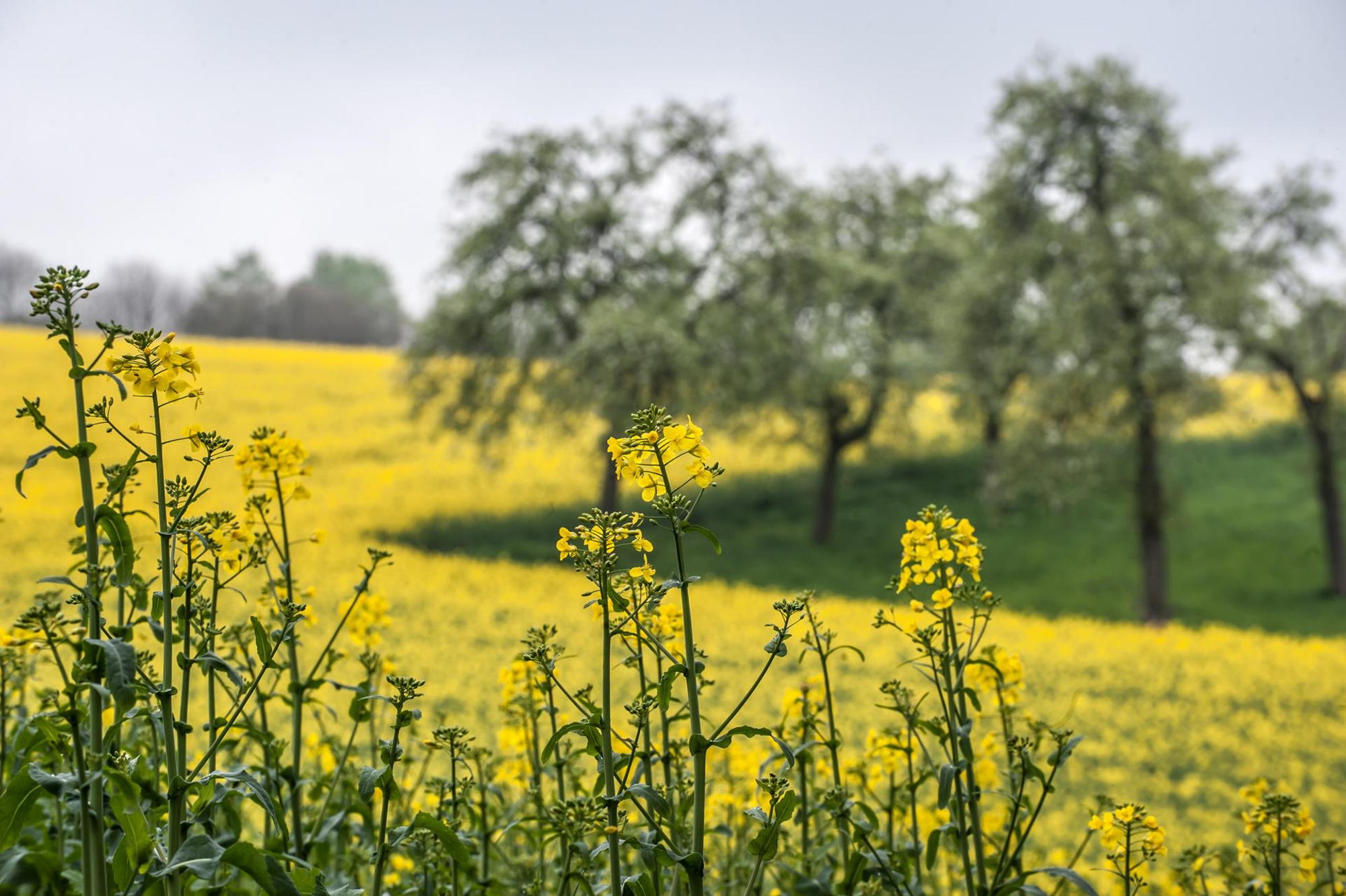 leverkusen-raps-atzlenbach-alf_4353