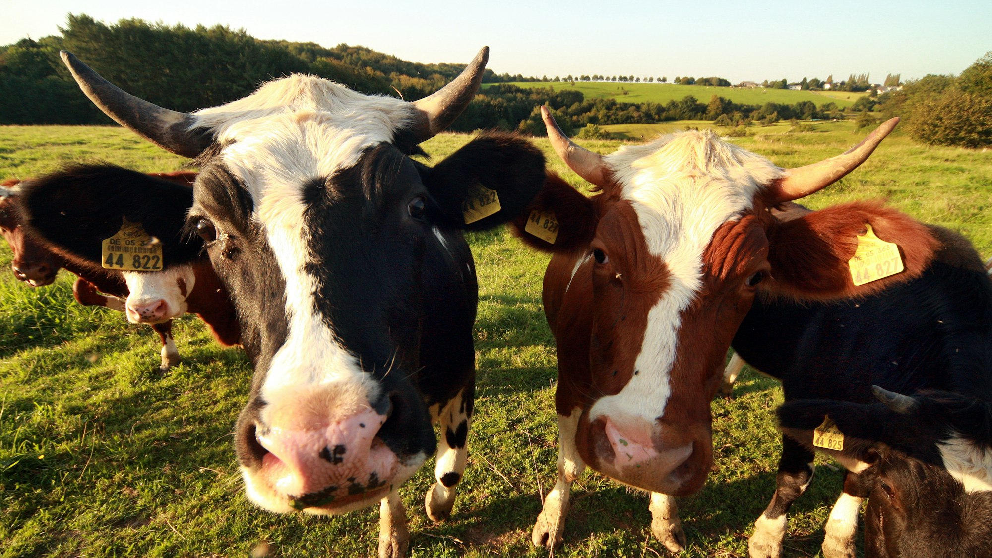 Bauernhofwanderweg mit Kühen auf der Strecke.