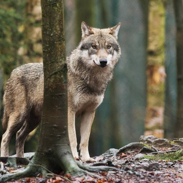 Wolf dpa steht im Wald