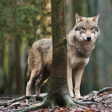 Wolf dpa steht im Wald
