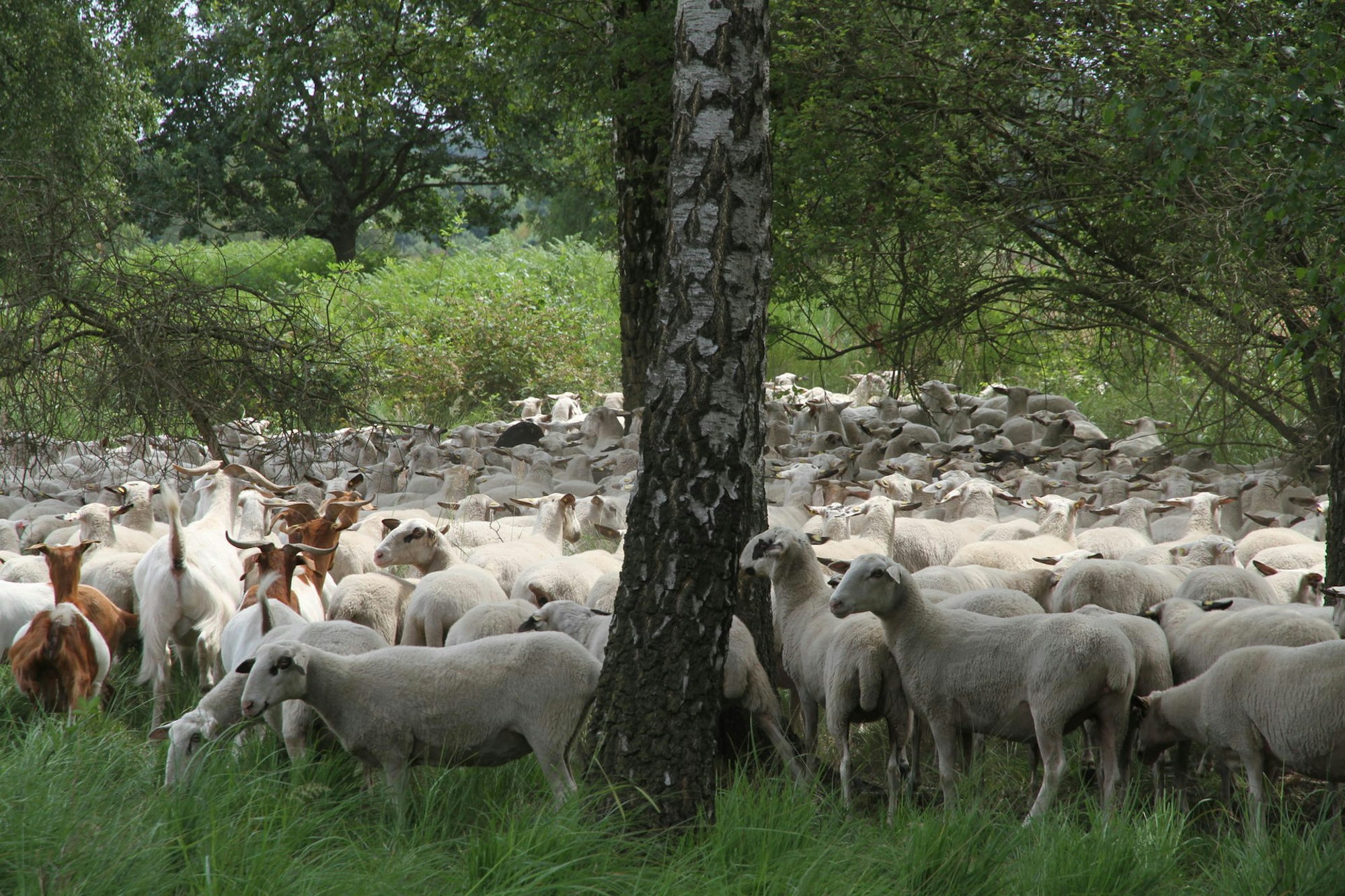 Wahner Heide Ziegenherde Andreas Helfer