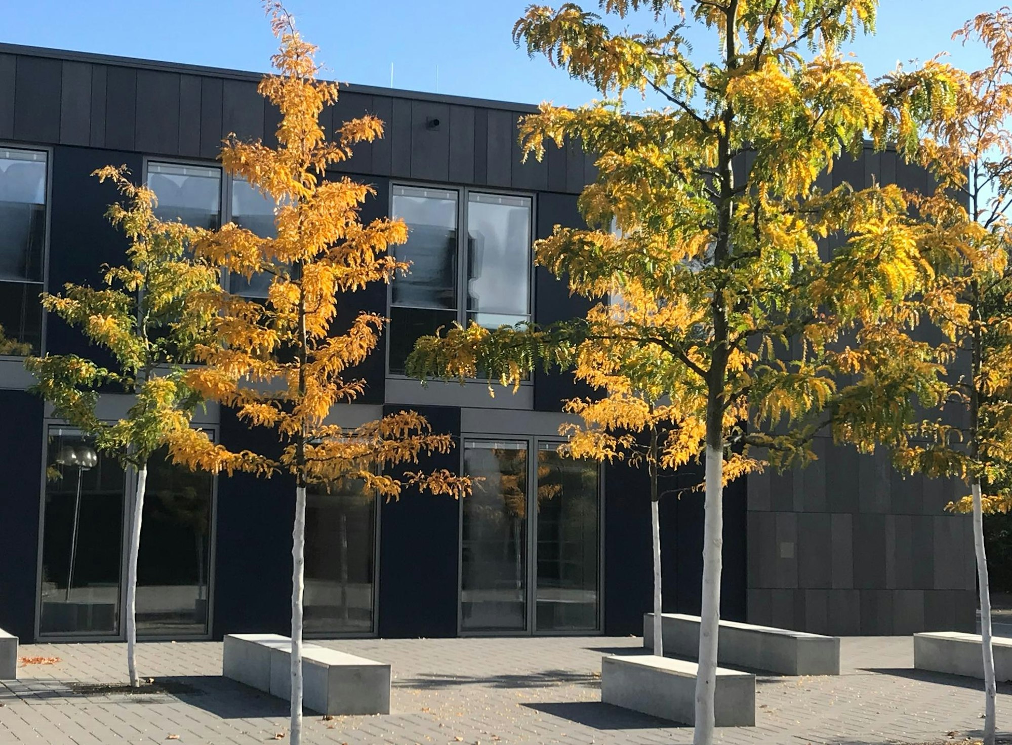 HMG 004 neue SItzbänke und Bäume auf dem Schulhof