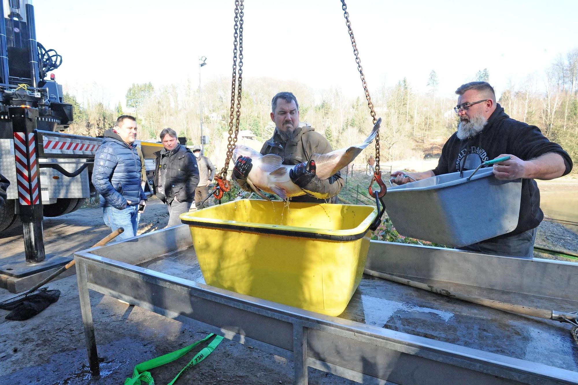 Fisch3