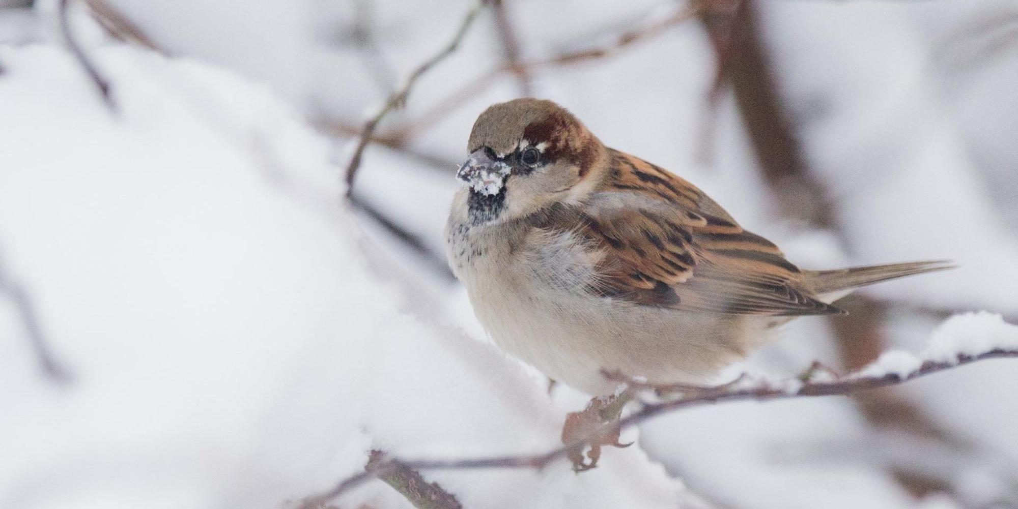 Haussperling_Spatz_Winter