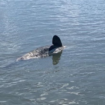 Orka Seine FRANGENBERG